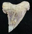 Serrated Fossil Shark (Palaeocarcharodon) Tooth #51909-1